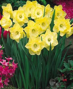 Narcissus 'Saint Patrick's Day' Narcissus 'Saint Patrick's Day'