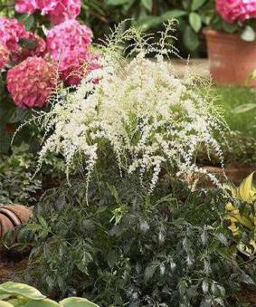 Astilbe simplicifolia 'White Sensation' Astilbe simplicifolia 'White Sensation'