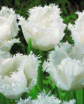 Tulip FR 'Honeymoon' Tulip FR 'Honeymoon'