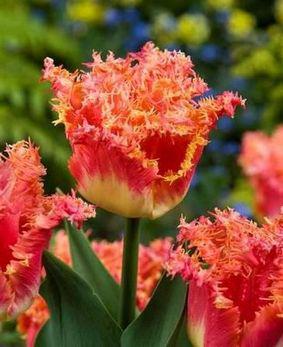 Tulip FR 'Joint Devision' Tulip FR 'Joint Devision'