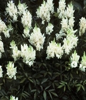 Astilbe japonica 'Gladstone' Astilbe japonica 'Gladstone'