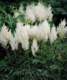 Astilbe japonica 'Gladstone' Astilbe japonica 'Gladstone'
