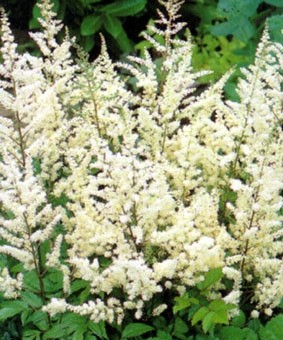 Astilbe japonica 'Irrlicht' Astilbe japonica 'Irrlicht'