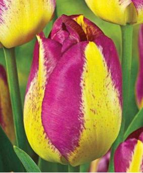 Tulip TR 'Boston' Tulip TR 'Boston'
