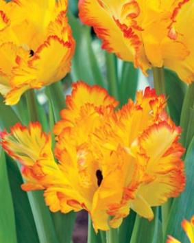 Tulip PAR 'Carribean Parrot' Tulip PAR 'Carribean Parrot'