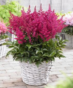 Astilbe hybr. 'Younique Ruby Red' Astilbe hybr. 'Younique Ruby Red'