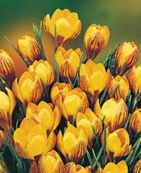 Crocus vernus 'Dorothy' Crocus vernus 'Dorothy'