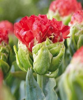 Tulip PAE 'Double Crosby' Tulip PAE 'Double Crosby'