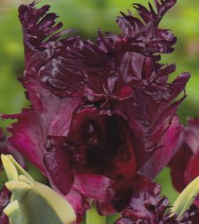 Tulip PAR 'Frozen Parrot' Tulip PAR 'Frozen Parrot'