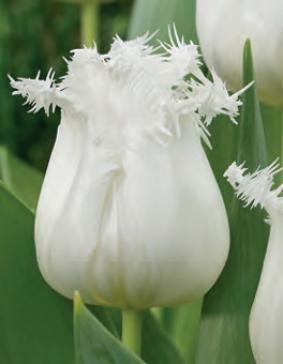 Tulip FR 'Honeymoon' Tulip FR 'Honeymoon'