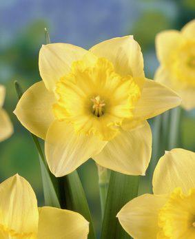 Narcissus 'Saint Patrick's Day' Narcissus 'Saint Patrick's Day'