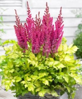 Astilbe hybr. 'Partiezz Surprise Party' Astilbe hybr. 'Partiezz Surprise Party'