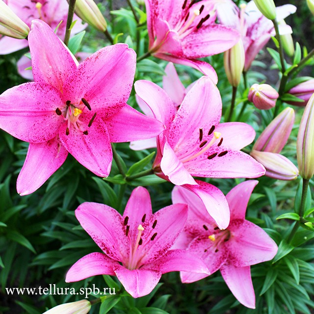 Лилии - Lilium - выращивание, посадка и уход, болезни и вредители, размножение, фото - 🌷 Мои цветы