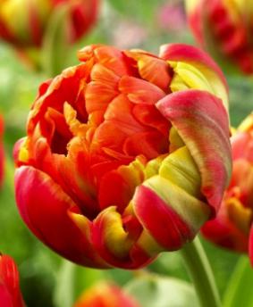 Tulip DL 'Princess Unique' Tulip DL 'Princess Unique'