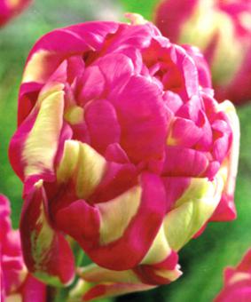 Tulip DL 'Renown Unique' Tulip DL 'Renown Unique'