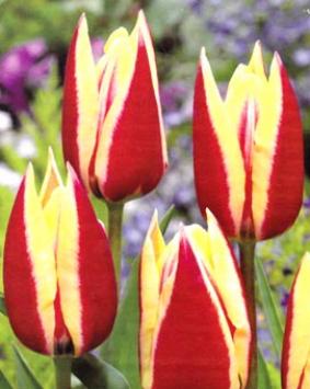 Tulip TR 'Spring Surprise' Tulip TR 'Spring Surprise'