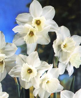 Narcissus 'Tresamble' Narcissus 'Tresamble'