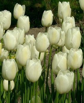 Tulip SIN 'Mayreen' Tulip SIN 'Mayreen'