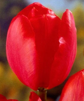 Tulip DWH 'Parade' Tulip DWH 'Parade'