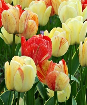 Tulip DWH 'Silver Stream' Tulip DWH 'Silver Stream'