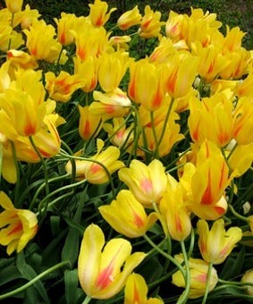 Tulip FOS 'Easter Parade' Tulip FOS 'Easter Parade'