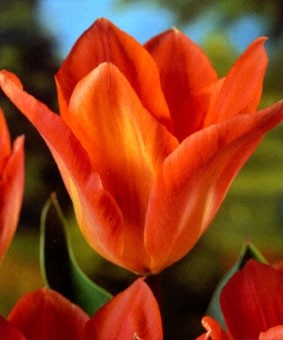 Tulip FOS 'Orange Emperor' Tulip FOS 'Orange Emperor'