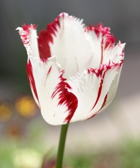 Tulip FR 'Caroussel' Tulip FR 'Caroussel'