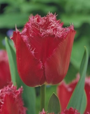 Tulip FR 'Mustang' Tulip FR 'Mustang'
