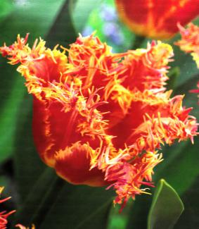 Tulip FR 'Joint Devision' Tulip FR 'Joint Devision'
