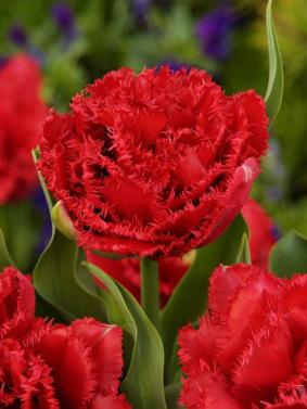 Tulip FR 'Lion King' Tulip FR 'Lion King'