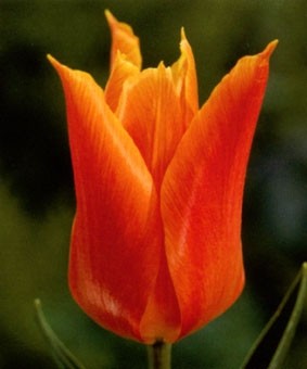 Tulip LF 'Ballerina' Tulip LF 'Ballerina'