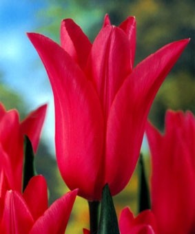 Tulip LF 'Mariette' Tulip LF 'Mariette'