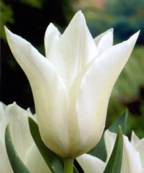 Tulip LF 'White Triumphator' Tulip LF 'White Triumphator'