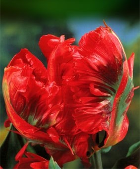 Tulip PAR 'Holland Happening' Tulip PAR 'Holland Happening'