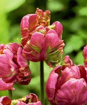Tulip PAR 'Raj' Tulip PAR 'Raj'