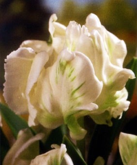 Tulip PAR 'Super Parrot' Tulip PAR 'Super Parrot'