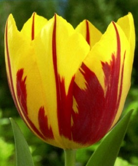 Tulip SE 'Mickey Mouse' Tulip SE 'Mickey Mouse'