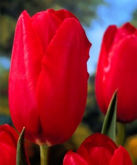 Tulip SL 'Kingsblood' Tulip SL 'Kingsblood'