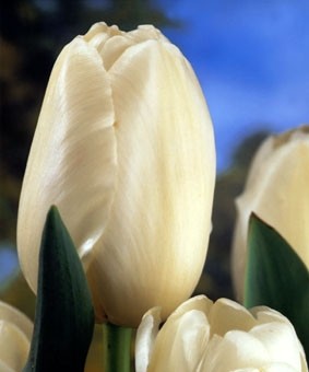 Tulip SIN 'Mayreen' Tulip SIN 'Mayreen'