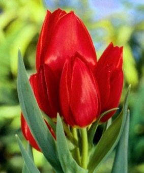 Tulip SL 'Roulette' Tulip SL 'Roulette'