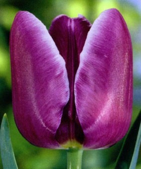 Tulip TR 'Arabian Mistery' Tulip TR 'Arabian Mistery'