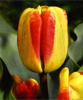 Tulip TR 'Colour Mistic' Tulip TR 'Colour Mistic'