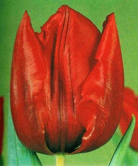 Tulip TR 'Deshima' Tulip TR 'Deshima'