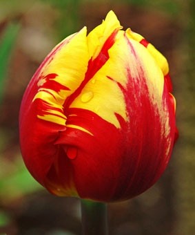 Tulip TR 'El Cid' Tulip TR 'El Cid'