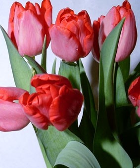 Tulip TR 'Gander' Tulip TR 'Gander'