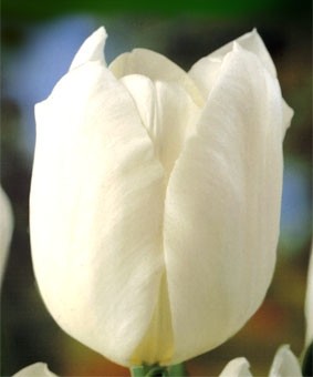 Tulip TR 'Hibernia' Tulip TR 'Hibernia'