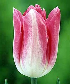 Tulip TR 'High Noon' Tulip TR 'High Noon'
