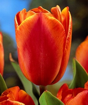 Tulip TR 'Jimmy' Tulip TR 'Jimmy'