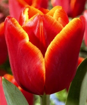 Tulip TR 'Laura Fygi' Tulip TR 'Laura Fygi'