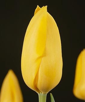 Tulip TR 'Muscadet' Tulip TR 'Muscadet'